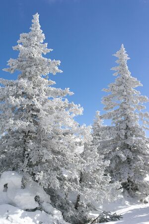 Winter fir forest with snowの写真素材