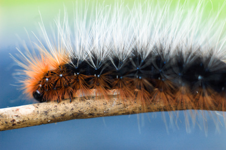 colorful and fuzzy caterpillar crawling on the branchの写真素材
