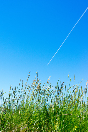 Grass and the plane flying in the skyの写真素材