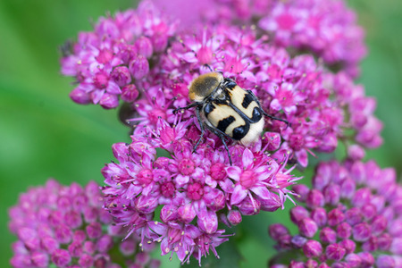 Spotted beetle on red flowersの写真素材
