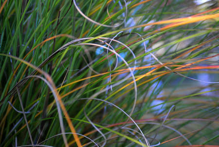 Grass leafsの写真素材