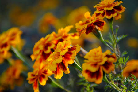 Flowersの写真素材