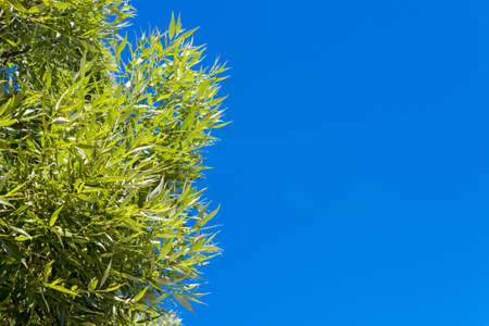 Close up of green willow leaves against a blue sky