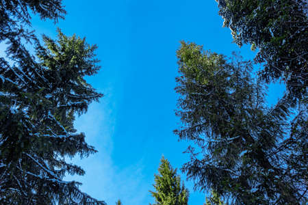 The top of the snow-covered fir trees on a background of blue skyの写真素材