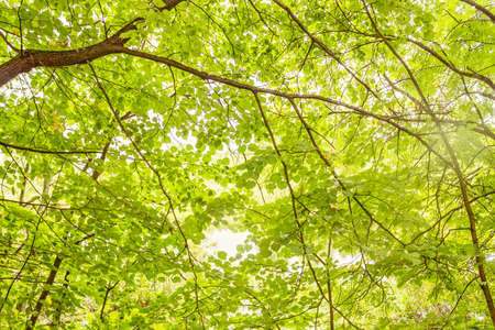Bright light streaming through the green linden leavesの写真素材