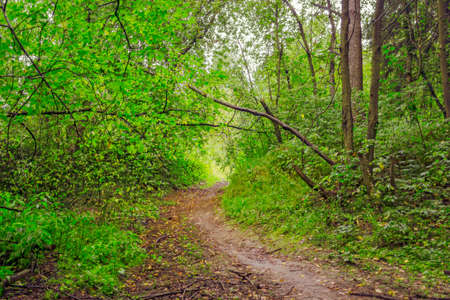 Winding path in the green summer forest