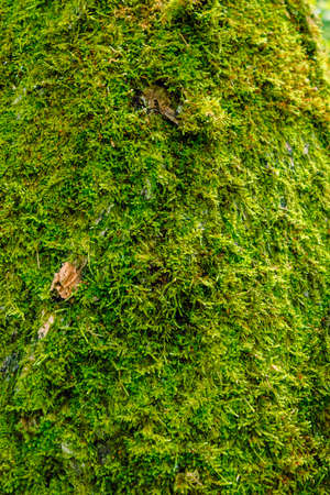 Close-up of green wet moss. Vegetation background.の写真素材