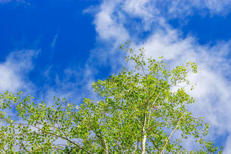 View up at the blue sky from the aspen groveの写真素材