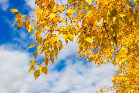 Yellow leaves on the branches of poplar trees against the blue sky