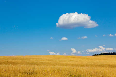 Blue cloudy sky over a yellow summer fieldの写真素材