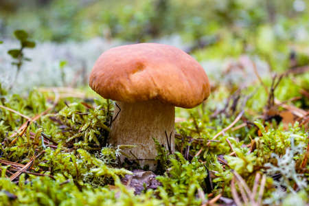 Close-up of cep in the grass wet with dew