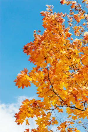 Yellow and orange maple leaves against the blue sky