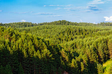 Aerial view overhand the green forest and riverの写真素材