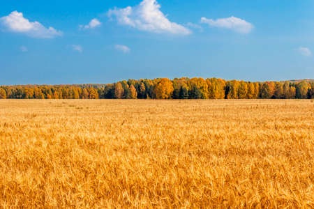Yellow rye field on a background of autumn forestの写真素材