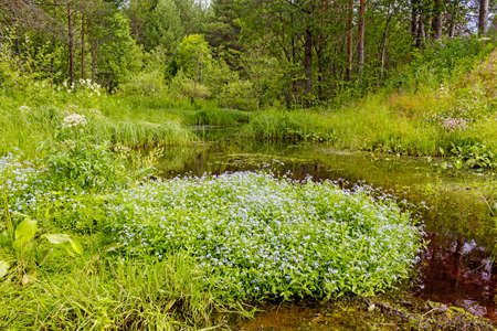 Blossoming forget-me near a small stream in the forestの写真素材