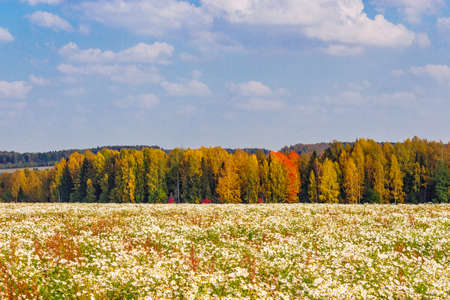 Field of blooming daisies and autumn forest at the horizonの写真素材