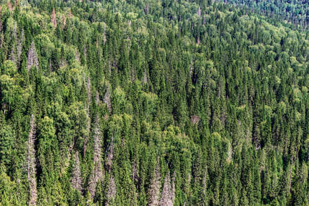 View of the northern spruce forest from above. Russiaの写真素材