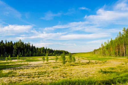 Marshland forest and swamp in the summer. no people
