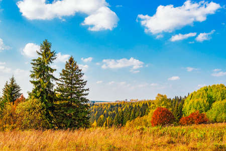 View from the hill on a bright autumn forest
