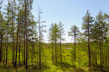 Marshland forest and swamp in the summer. no people