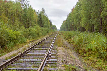 Railway receding into the distance in the forest area