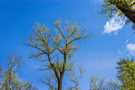 View up at the sky and the branches of spring poplar