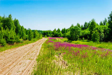 Dirt road in the forest a sunny summer dayの写真素材