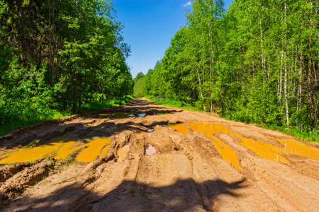 Dirt road in the forest a sunny summer day