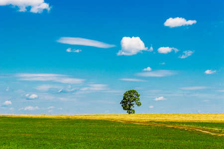 High tree in the field a sunny summer day