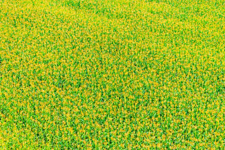 View of corn field from the top heightの写真素材