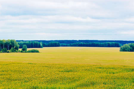 cornfield and forestの写真素材
