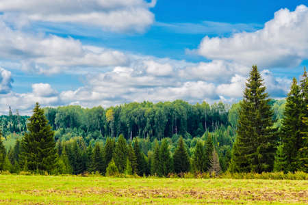 Field and forest