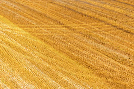 yellow harvested fieldの写真素材