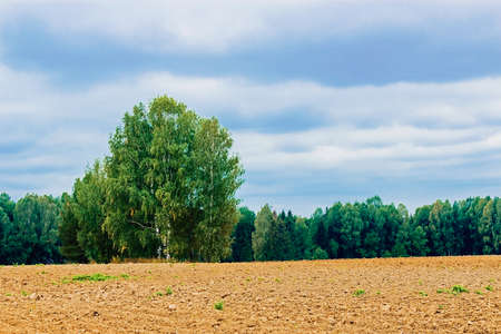 plowed field and forest