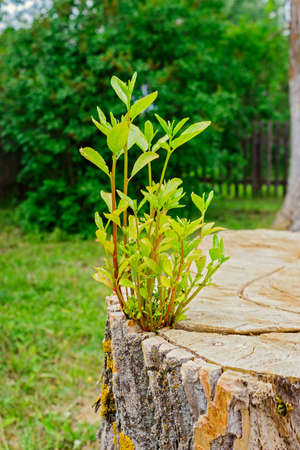 tree growing from a stumpの写真素材