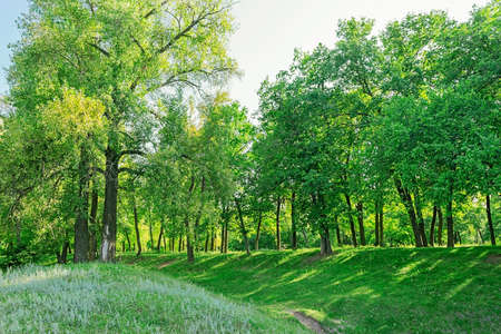 Forest on a summer dayの写真素材