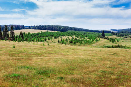 Landscape with meadow and forest in the distanceの写真素材