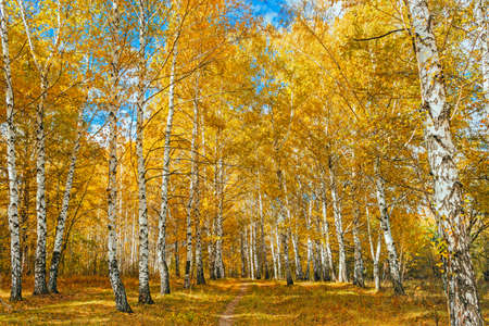 autumn birch forestの写真素材