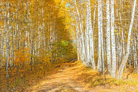 autumn birch forestの写真素材