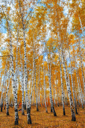 A yellow birch forest on a fall dayの写真素材
