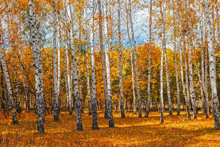 A yellow birch forest on a fall dayの写真素材