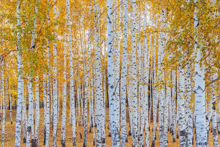A yellow birch forest on a fall dayの写真素材