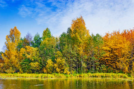 Autumn forest on the opposite shore of the lake