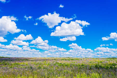 summer flowering meadowの写真素材