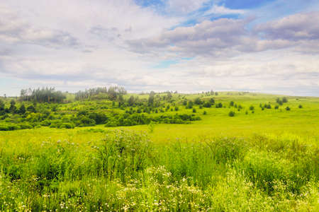 summer flowery meadow