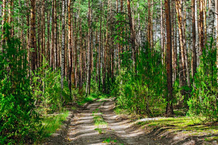 pine forest landscapeの写真素材