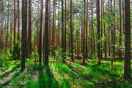 pine forest landscapeの写真素材