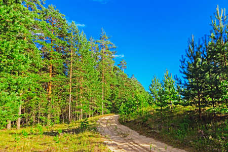 pine forest landscape