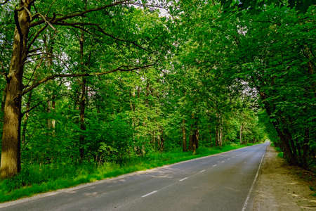 road in the forest