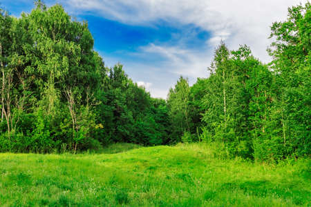 glade in the forestの写真素材